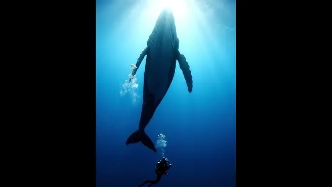 我们的四十年电视剧全集免费观看 - 深蓝星球：探索海洋深处的未知世界